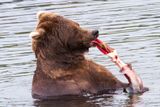 Grizzly