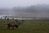 Yellowstone ochtend