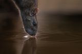 5- "Dorstige rat" - Veerle Beeckmans - 22 stemmen