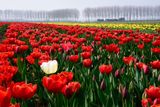 5-Tulpen
