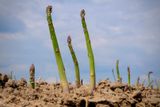 Asperges