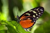 Costa-Rica