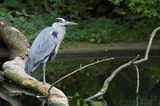 Reiger