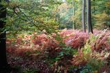 Herfst