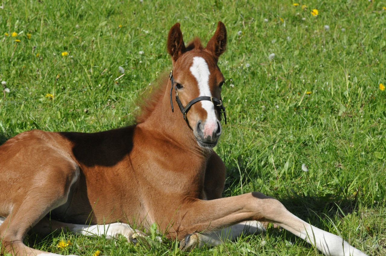 Dimmans Day Tripper
f.2015
e.Dimmans Emir
u.Dimmans Denitha
ue.Dennie