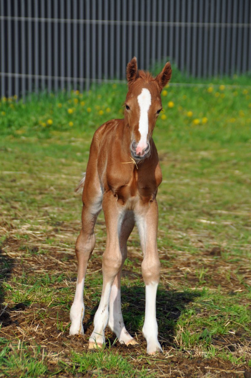 Dimmans Day Tripper
f.2015
e.Dimmans Emir
u.Dimmans Denitha
ue.Dennie