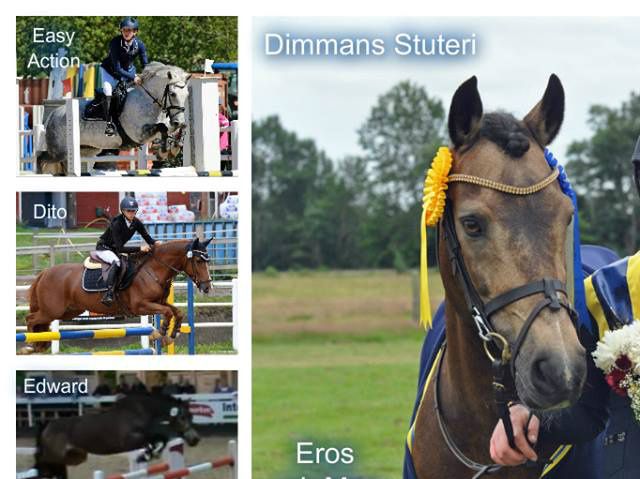 Hästhändelser 2015. 

# DIMMANS EROS och hans ryttare Moa Nordfjäll tog fem medaljer vid fem mästerskap: Lag-brons EM fälttävlan, Lag-silver NM fälttävlan, individuellt guld SM fälttävlan, lag-guld SM hoppning, lag-brons SM fälttävlan.
# DIMMANS LONDON exporterad till USA som hingstämne.
# DIMMANS DITO - seger i nationell msvB (1,10 kat C), final i GP-ponnyn i Scandinavium.
# DIMMANS EASY ACTION - seger i nationell LA+ (1,05 kat C) och han representerade Svenska New Forestföreningen vid Sweden International Horse Show (SIHS) i Friends Arena.
# DIMMANS EDWARD (exporterad till Holland) representerade New Forest-rasen vid 
