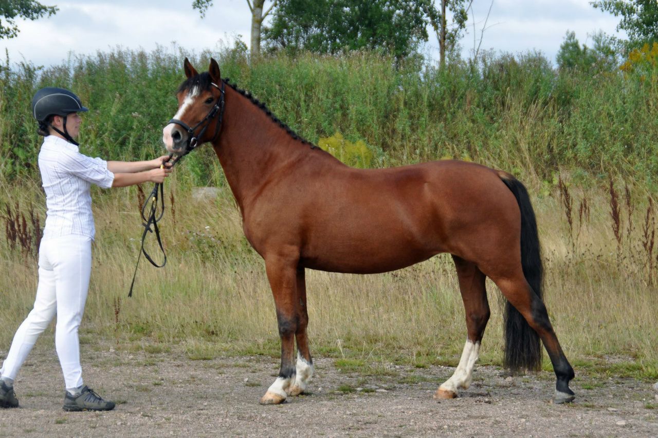 Dimmans Echo RNF 2803