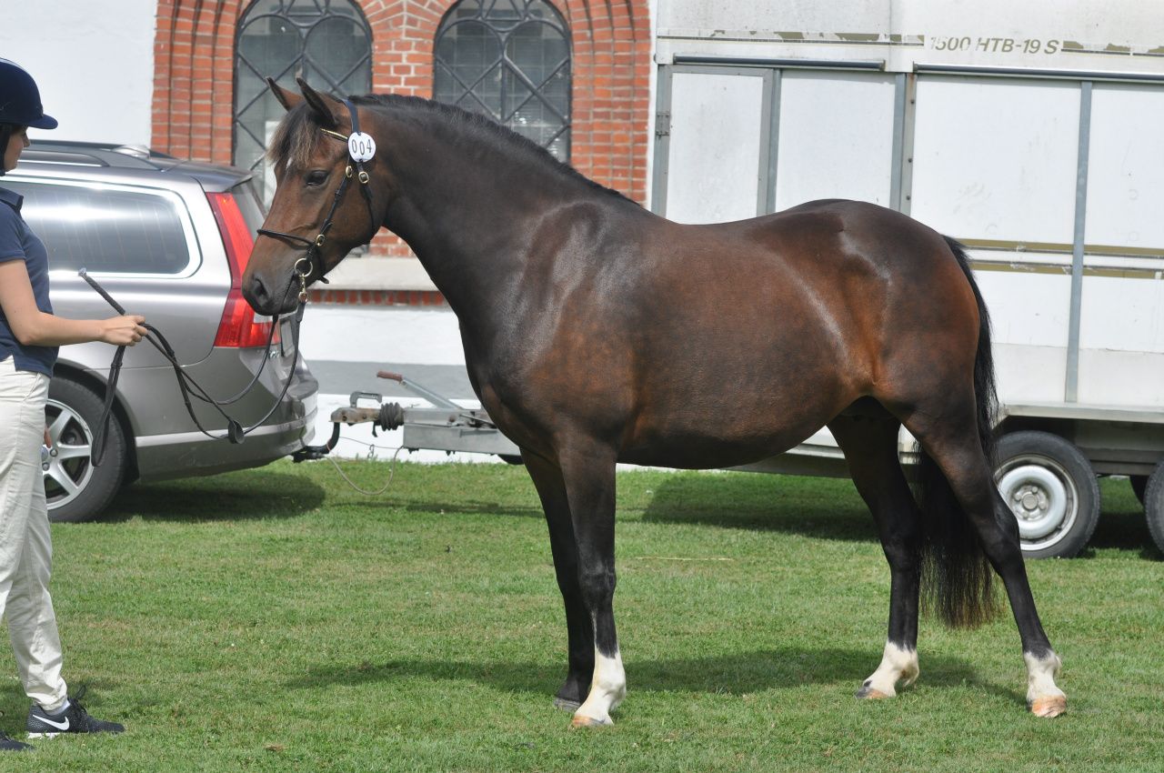 Dimmans Decideria 39-12-9221