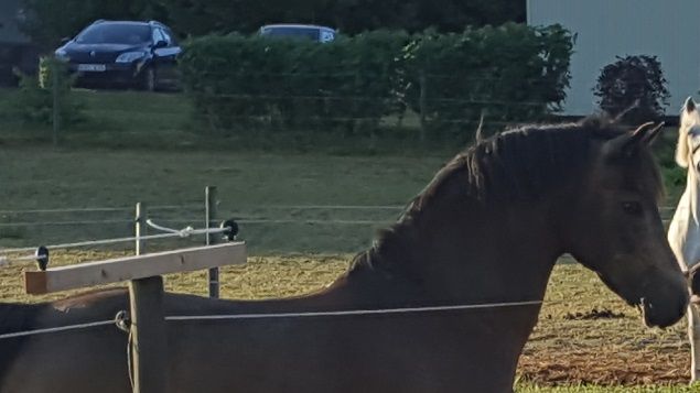 Dimmans Eros RNF 182 hälsar på sin son Dimmans Helios f.20/4 2018 u.Hembys Lotus RNF 2410 ue.Miclas Activ RNF 100. Helios är TILL SALU. 