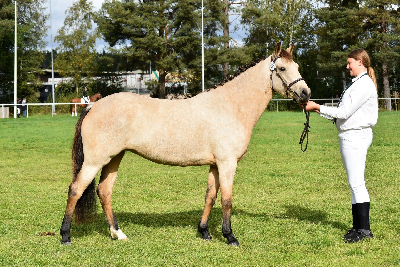 Dimmans Little Queenie RNF 2867