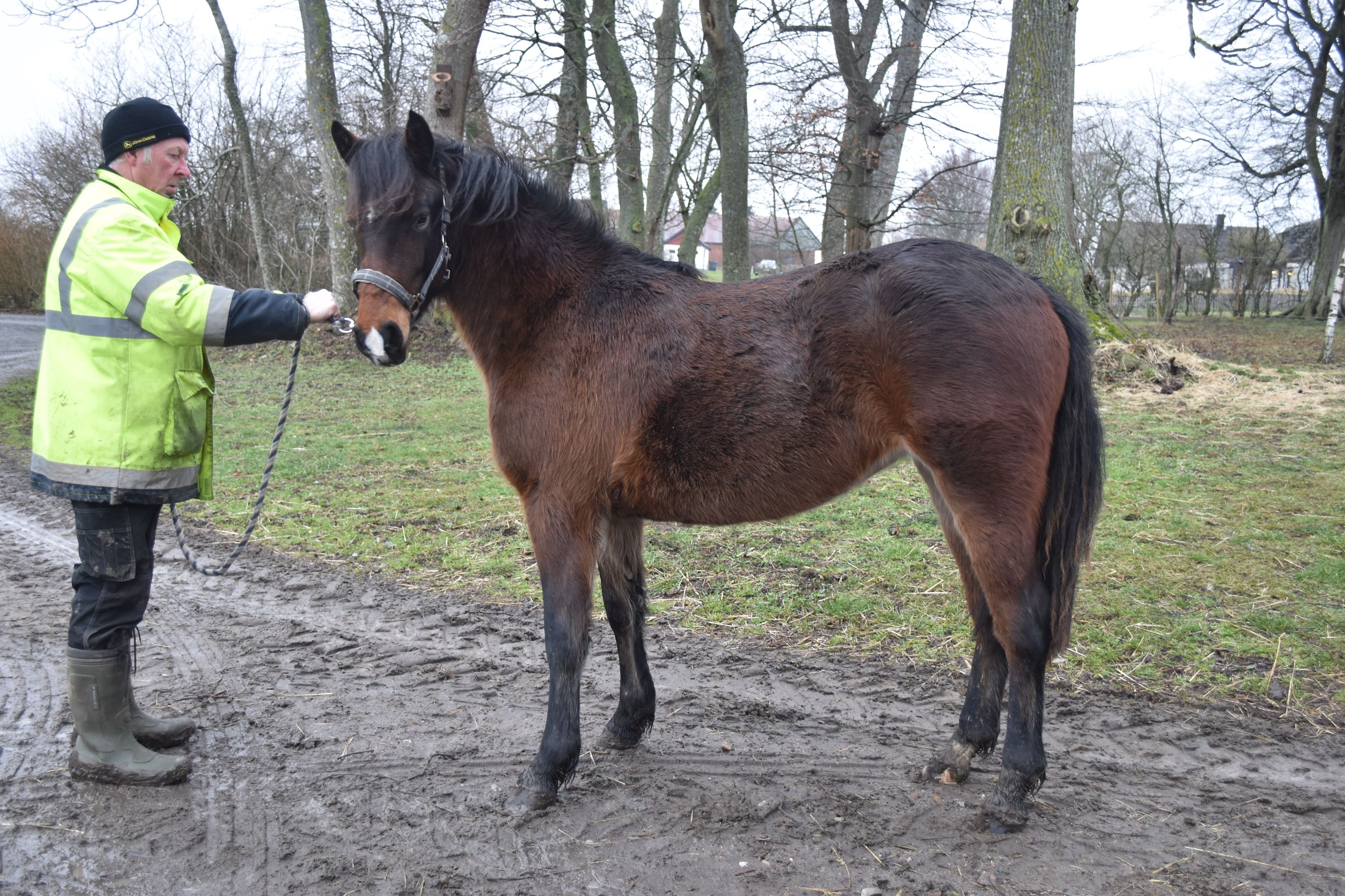 Dimmans Elsa f.2017 e.Dimmans Emir u.Dimmans Echo ue.Miclas Activ uu.Dimmans Electra - e.Fredriksbergs Dizney - Silverlea Buckskin. 2 år, februari 2019.