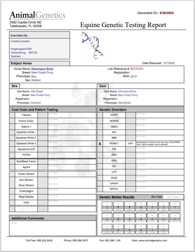 Resultatet av det första provet som skickades in till Animal Genetics, USA (via Svenska New Forestföreningen) visade att Emir är n/P1, alltså bärare av PSSM1.