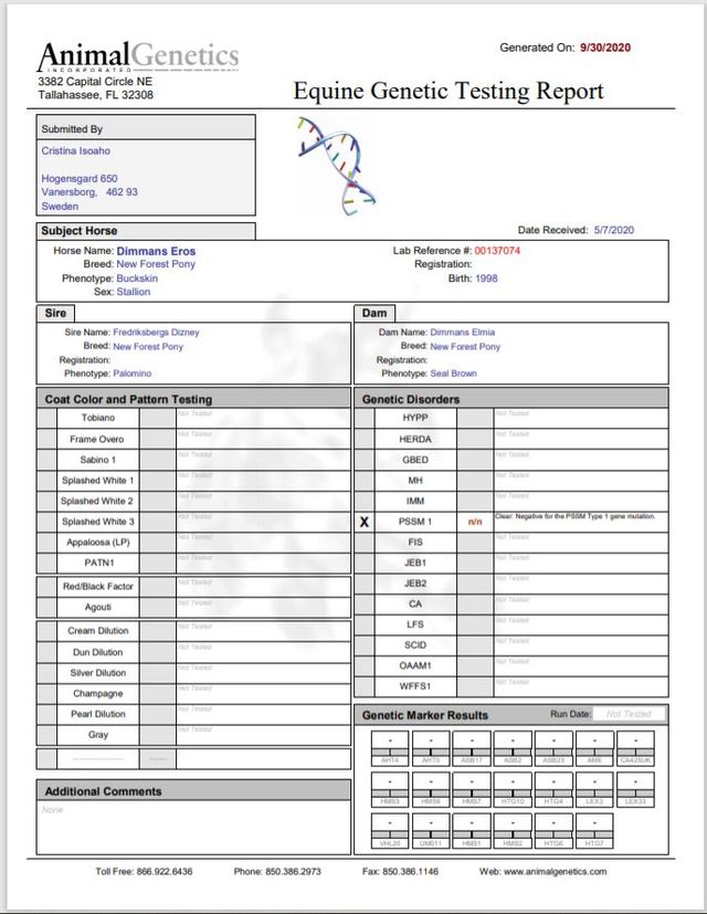 Resultatet av provet som skickades in till Animal Genetics, USA (via Svenska New Forestföreningen) som visar att Eros är n/n, alltså INTE bärare av PSSM1.