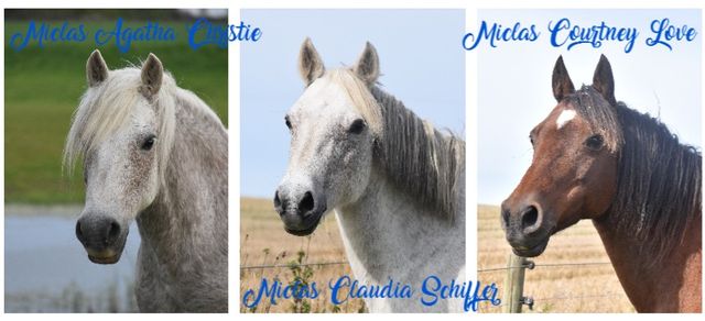 Mina ston Miclas Agatha Christie, Miclas Claudia Schiffer och och Miclas Courtney Love - alla tre är döttrar till Silverlea Busy Lizzie.