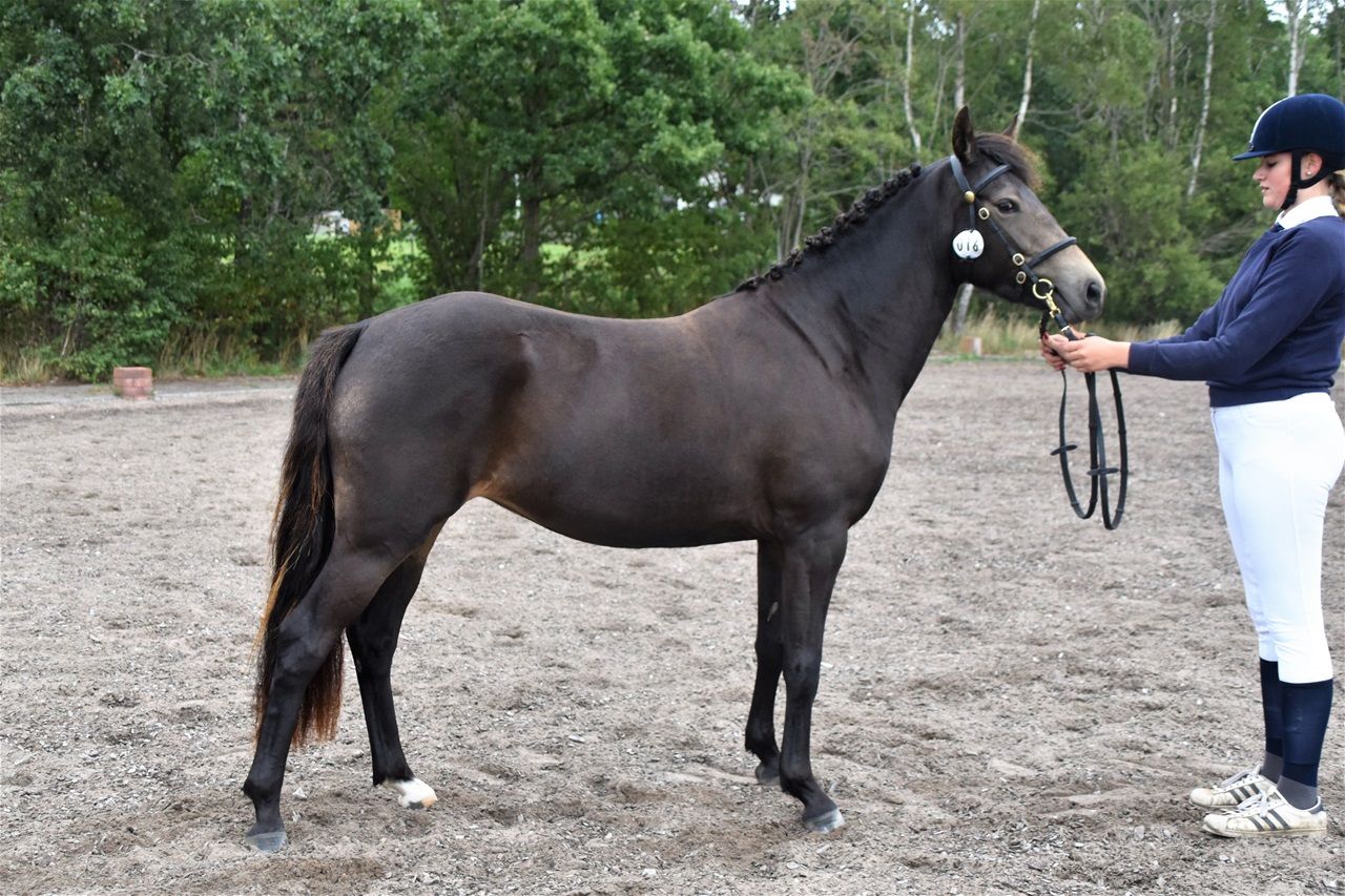 Dimmans Lady Madonna RNF 2883