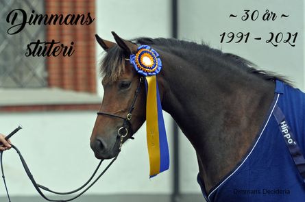 DIMMANS DECIDERIA f.2012 e.Dimmans Eros RNF 182 u.Dimmans Denitha RNF 187-S ue. Dennie RNF 37-S - Hepitho NFH 45 (DK) - Lyndhurst Springtime NFS 636 - Lyndhurst Roamer NFS 403 - Monksorn Bimbo 3508 NPS - Newtown Spark 2582 NPS - Forest Horse. Best in Show, 99888=42p, Bollerup 2016. Hennes dotter Dimmans Decibelle utsågs samtidigt.till utställningens Bästa föl. Som treåring tilldelades Decibelle hopputmärkelse, 9 - 9.