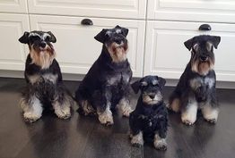 gruppbildkök