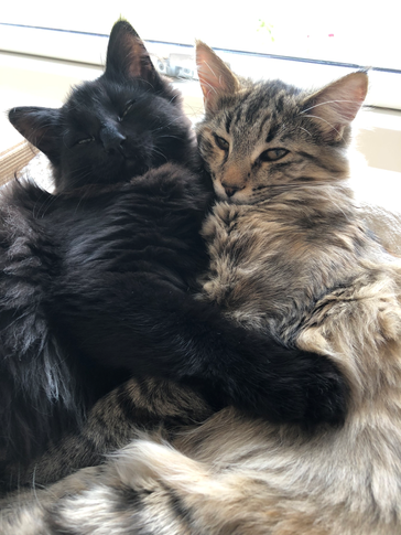 Fifi og Tata
