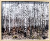 Vinst nr 8 © Malin Robertson Harén, BUS 2024, Björk, foto, 52x43
