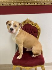 American Staffordshire Terrier