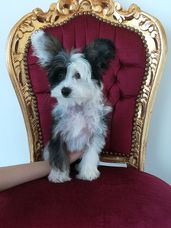 Chinese Crested Hairless Welpe