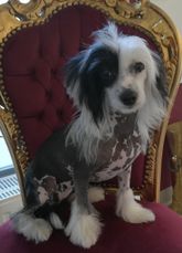 Chinese Crested Hairless Welpe