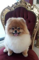 Pomeranian