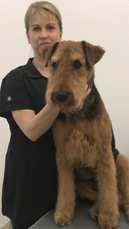 Airedale Terrier