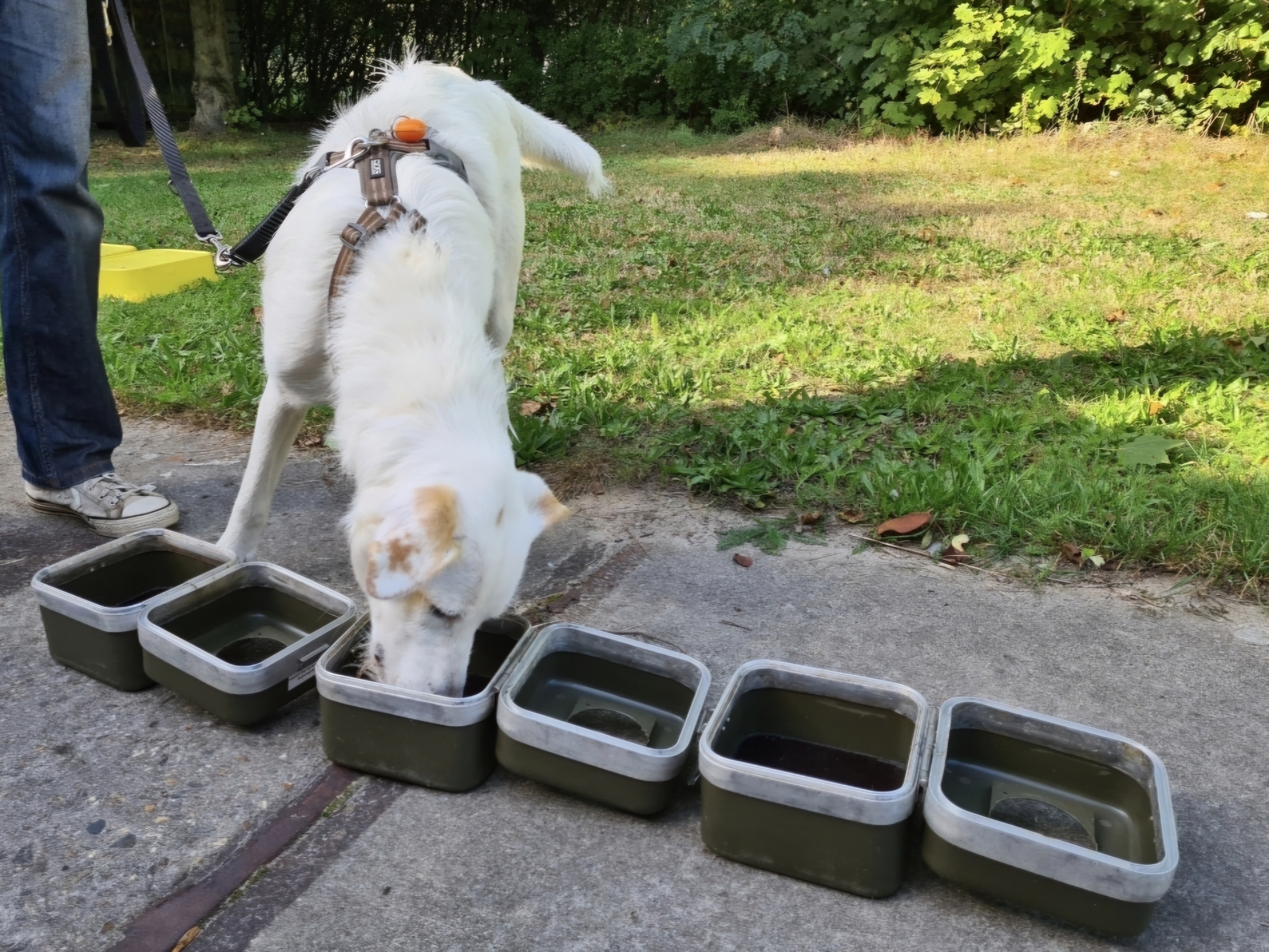 kennismaken met detectieboxen