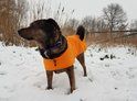 FIREDOG Softshell jachthondenjas