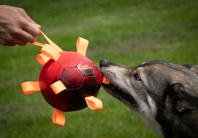 Dog Comets Hypernova. Oranje