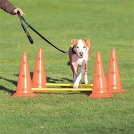 TRIXIE DOG ACTIVITY HORDENSET 2 ST