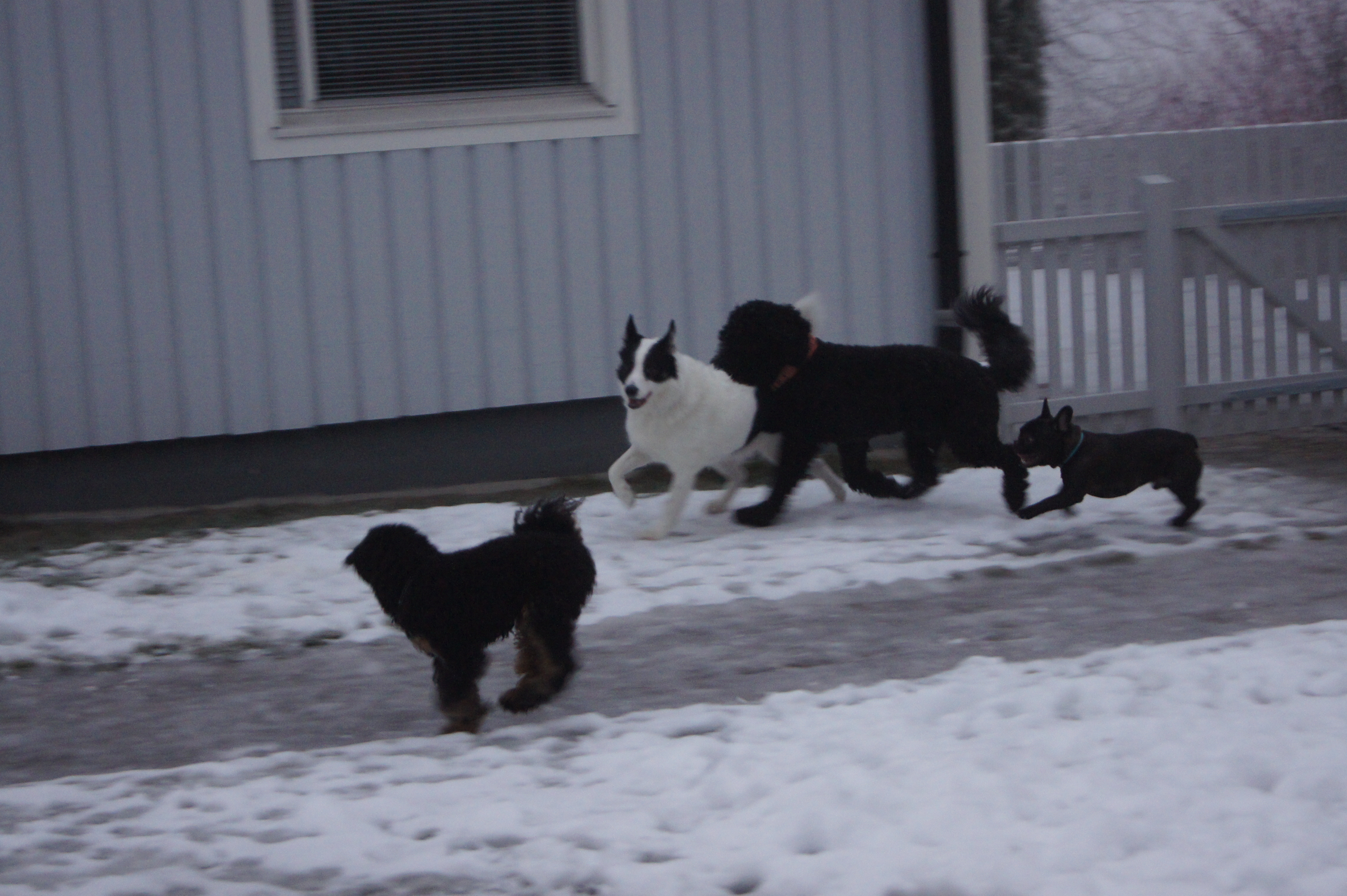 Dogzone galleri bild 1