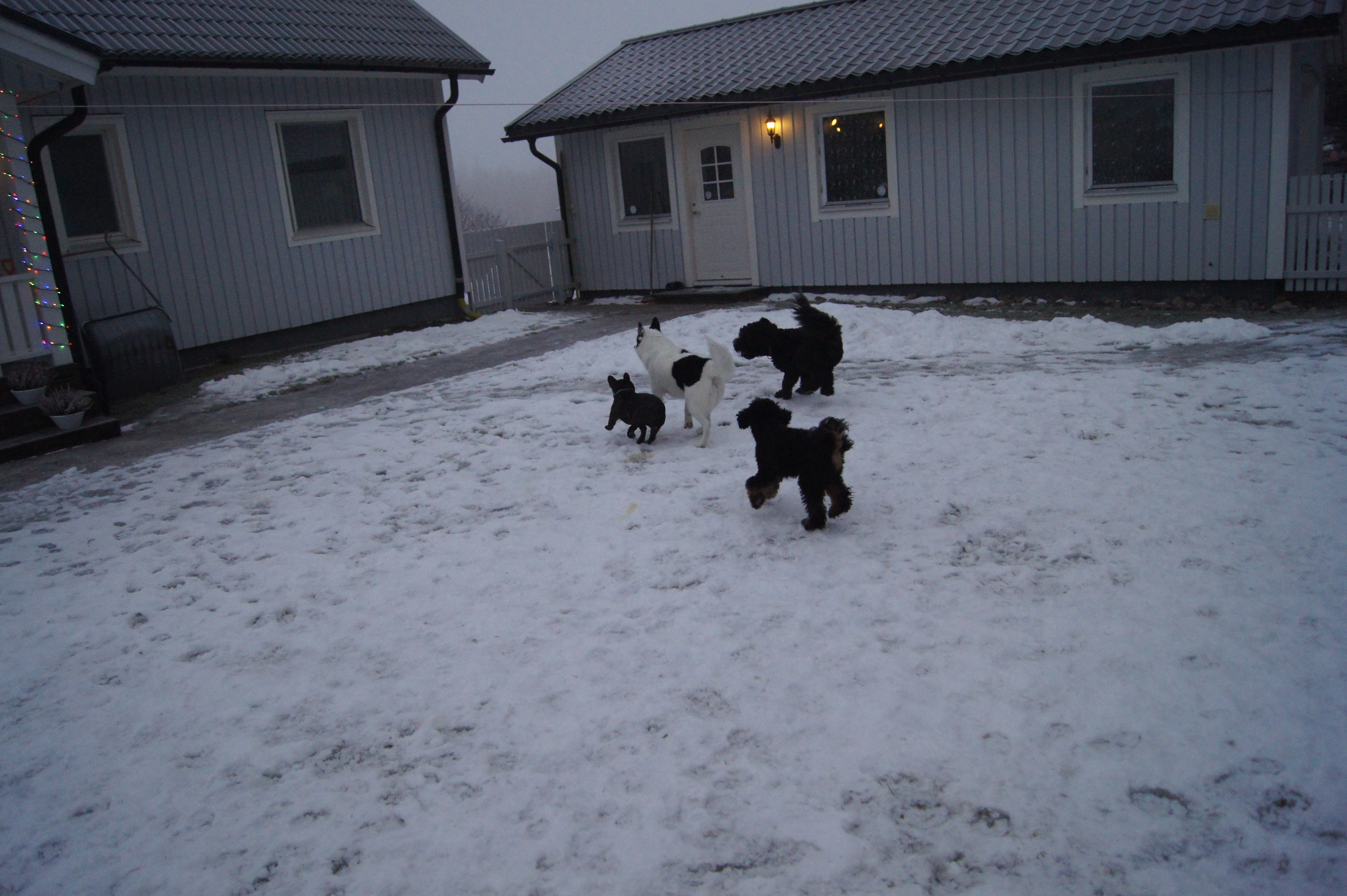 Dogzone galleri bild 2