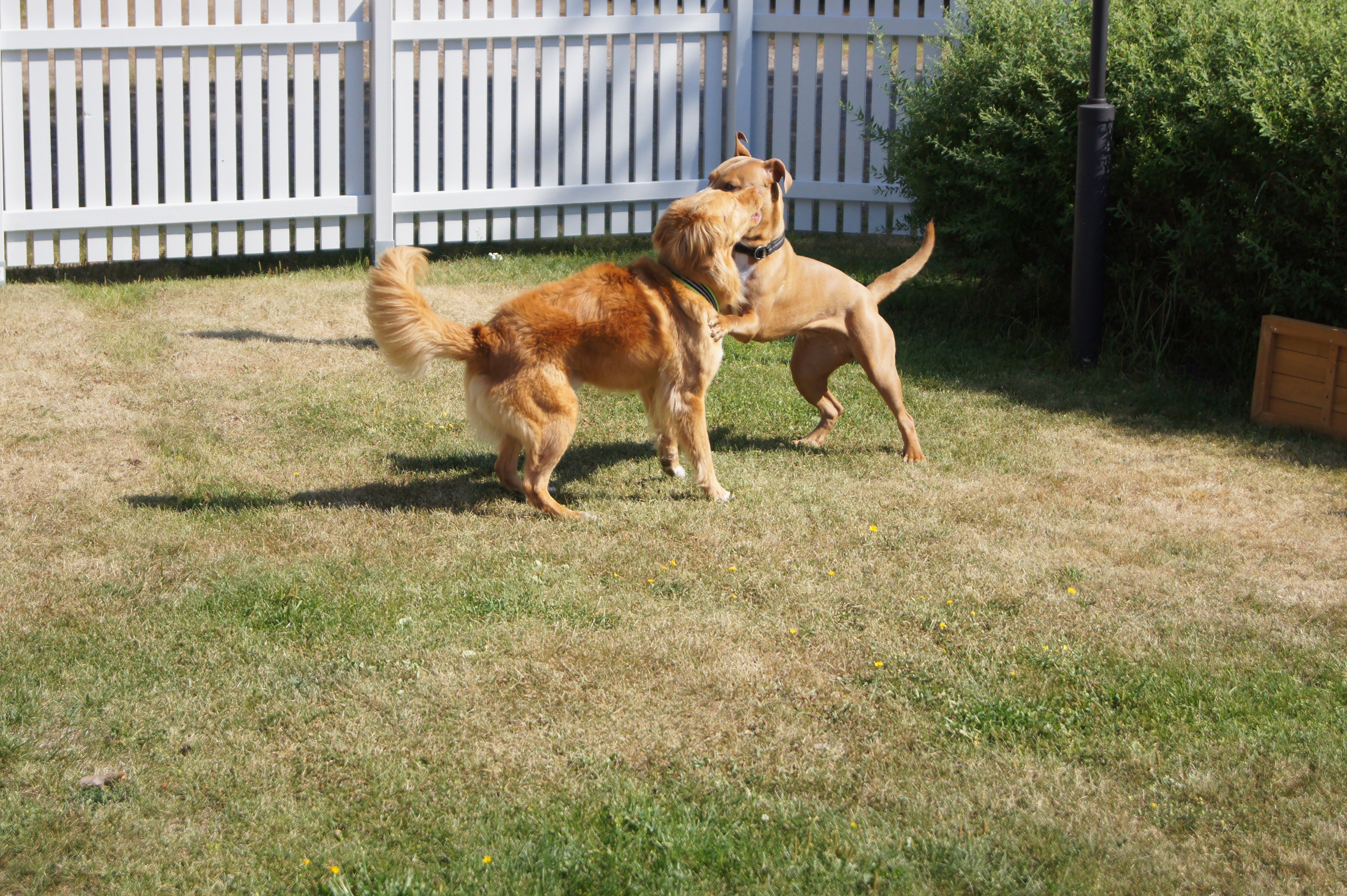 Dogzone galleri bild 3