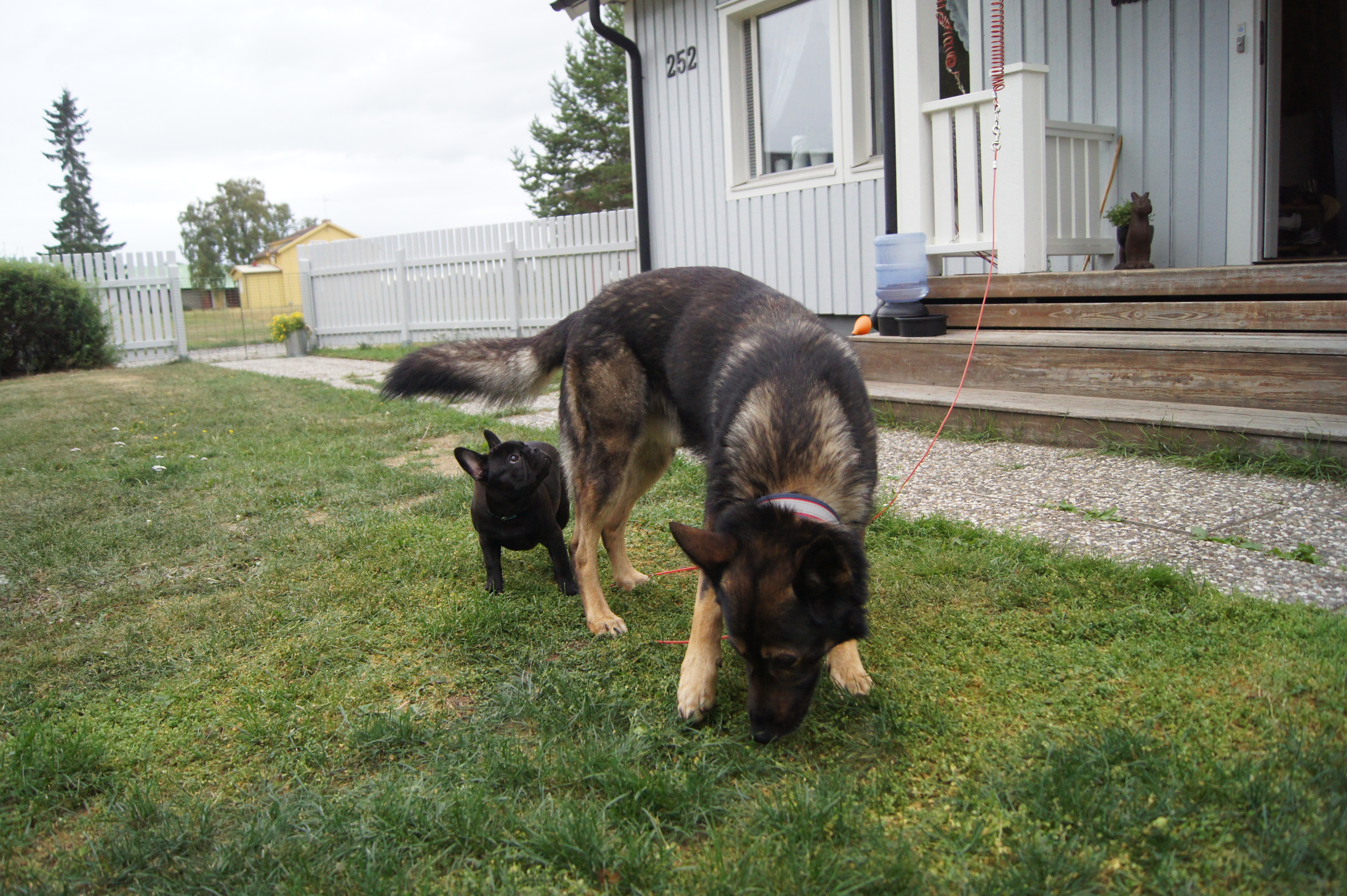 Dogzone galleri bild 4