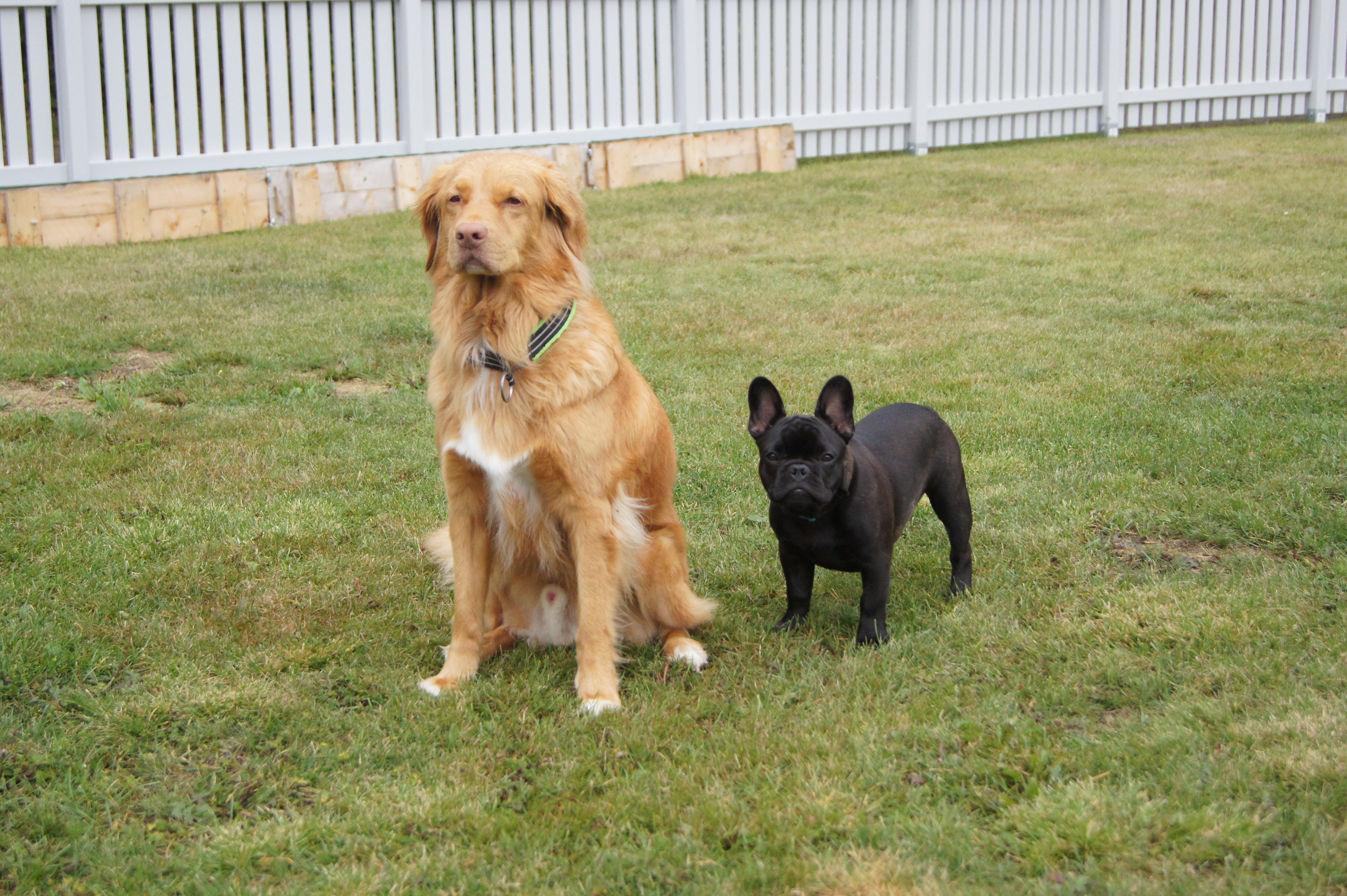 Dogzone galleri bild 5