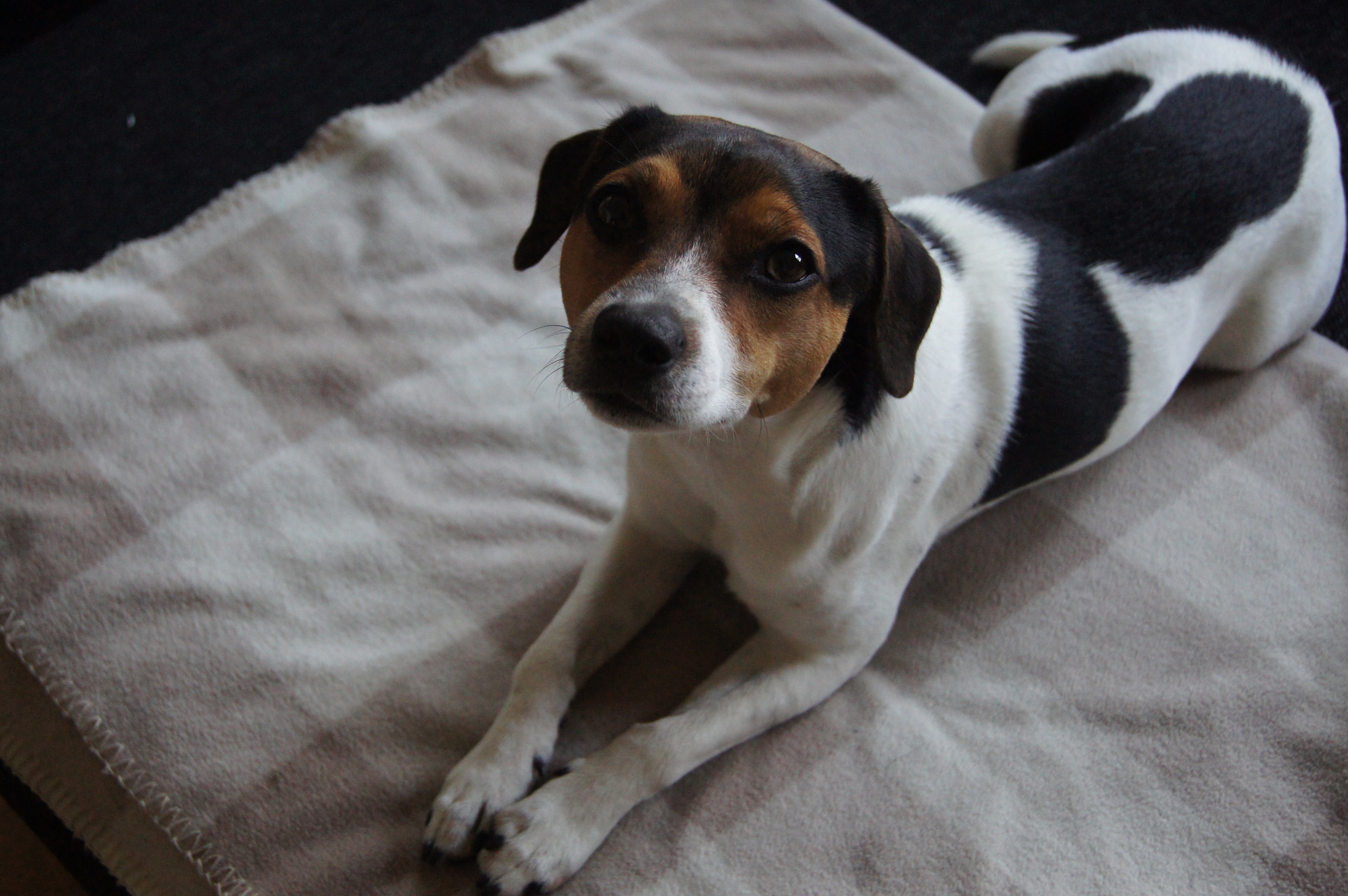 Dogzone galleri bild 9