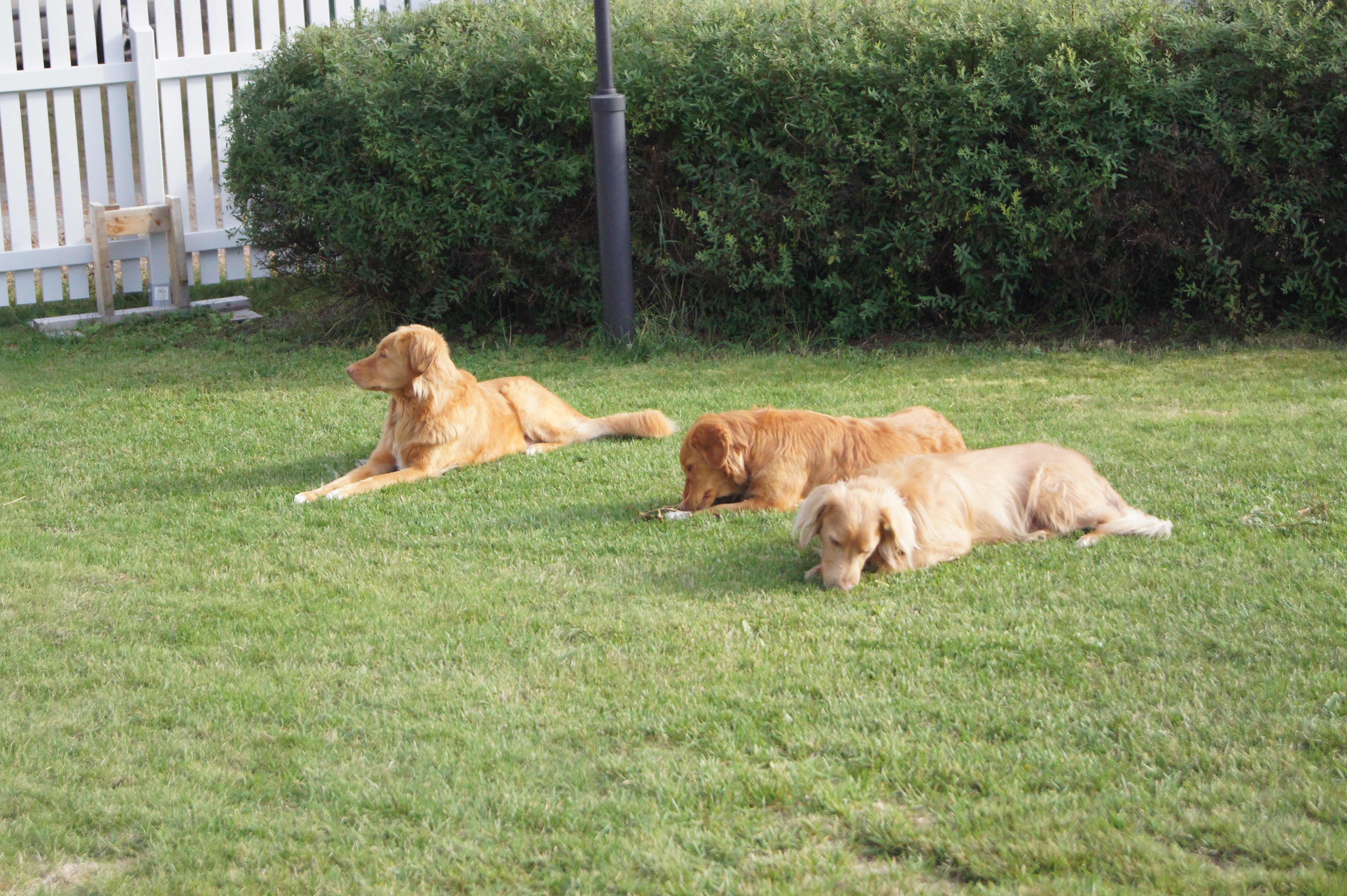 Dogzone galleri bild 6