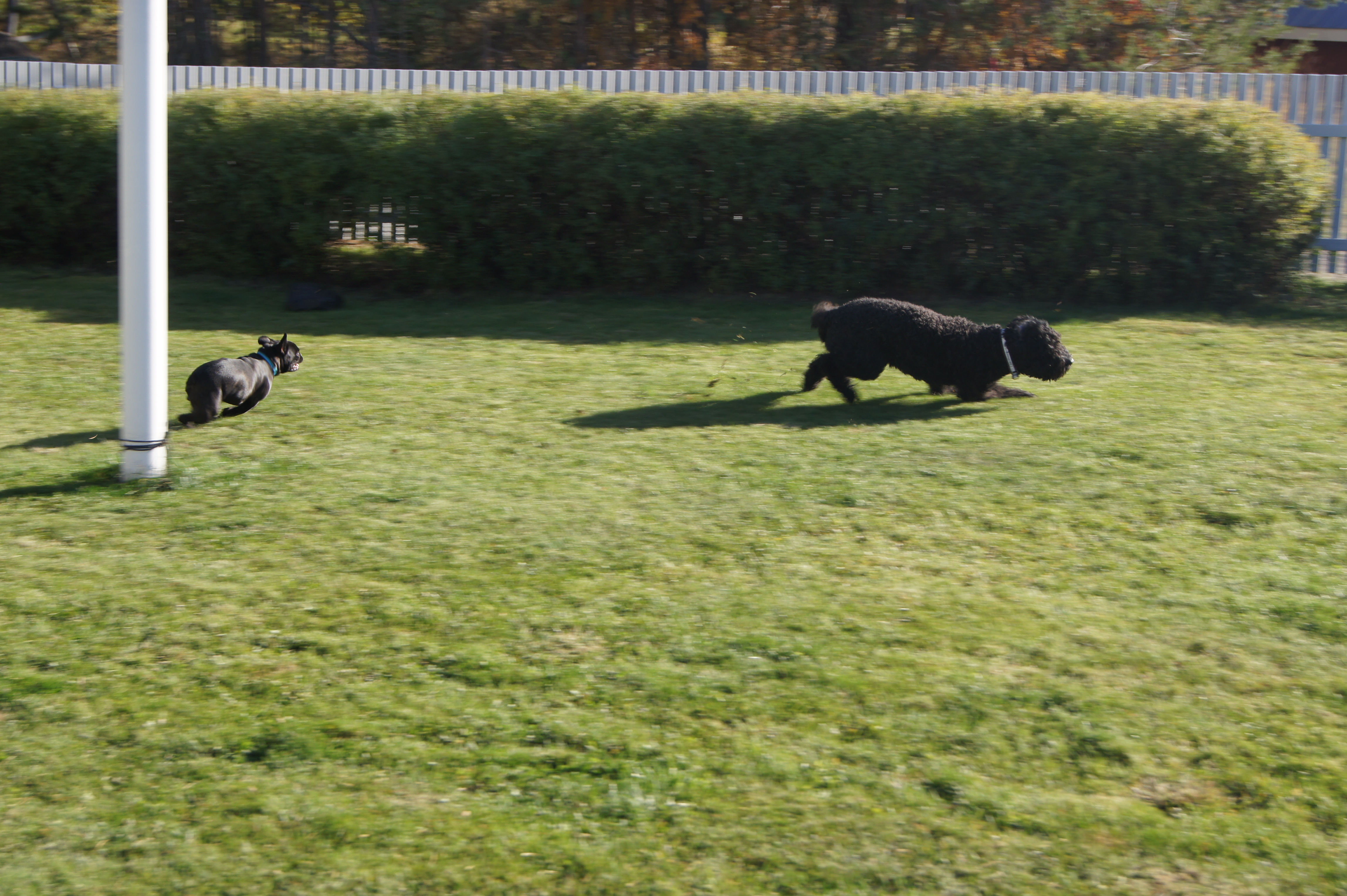 Dogzone galleri bild 7