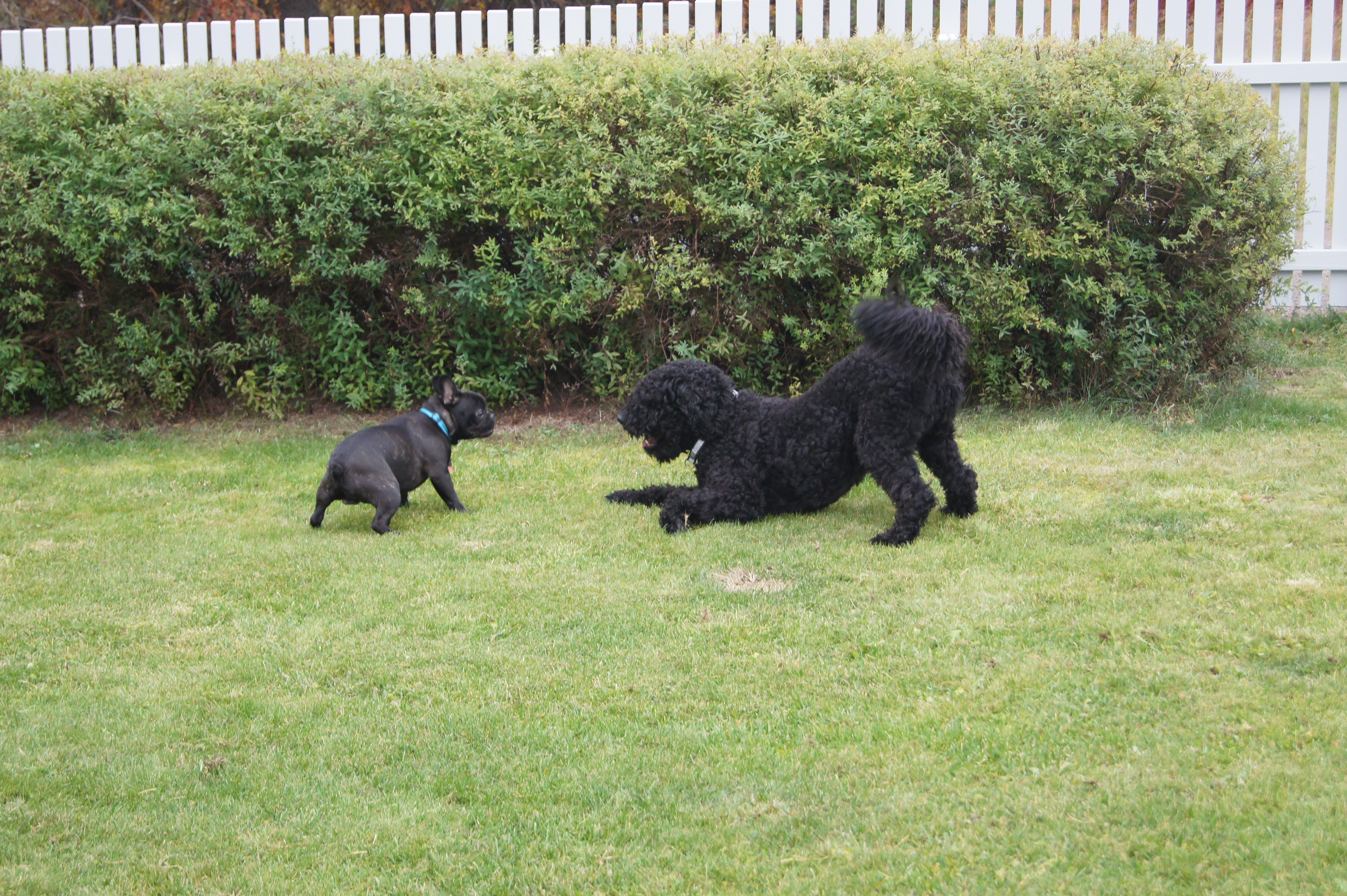Dogzone galleri bild 8