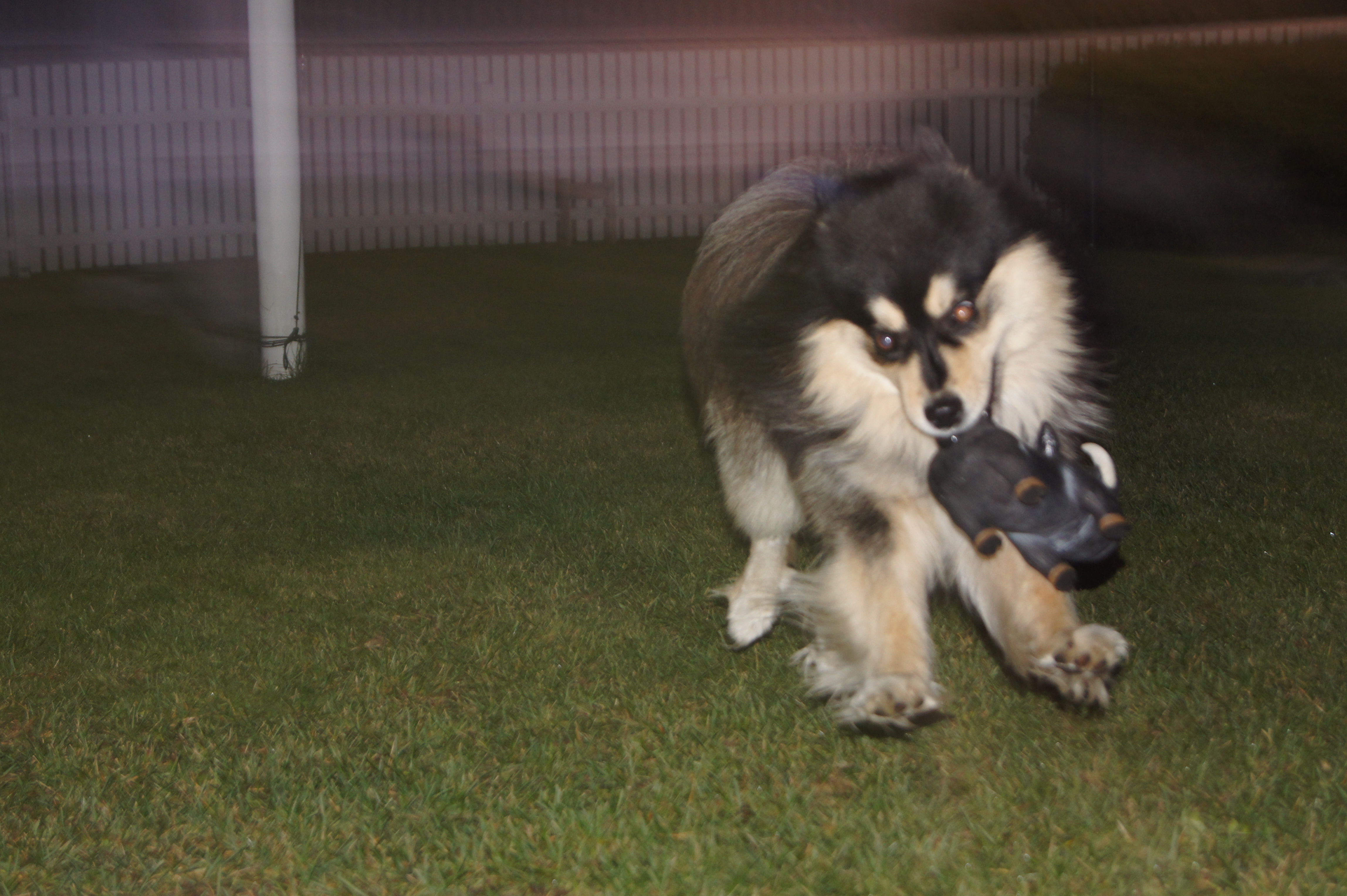 Dogzone galleri bild 12