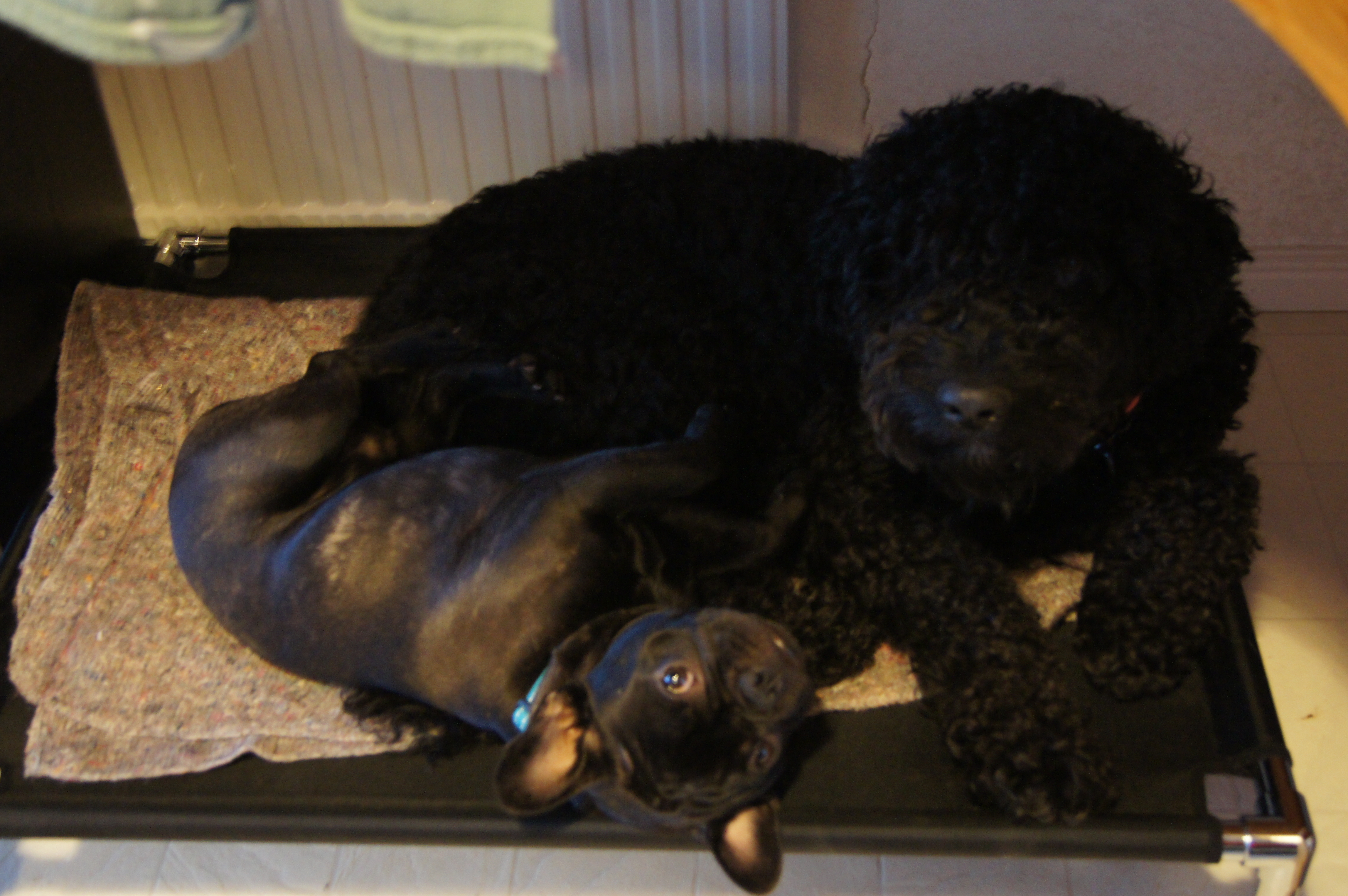 Dogzone galleri bild 10