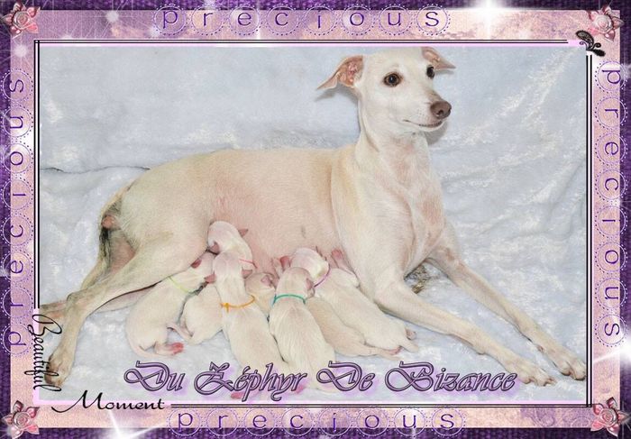 Mamma: Savannah Diamond Opal P`Yari Sarna.