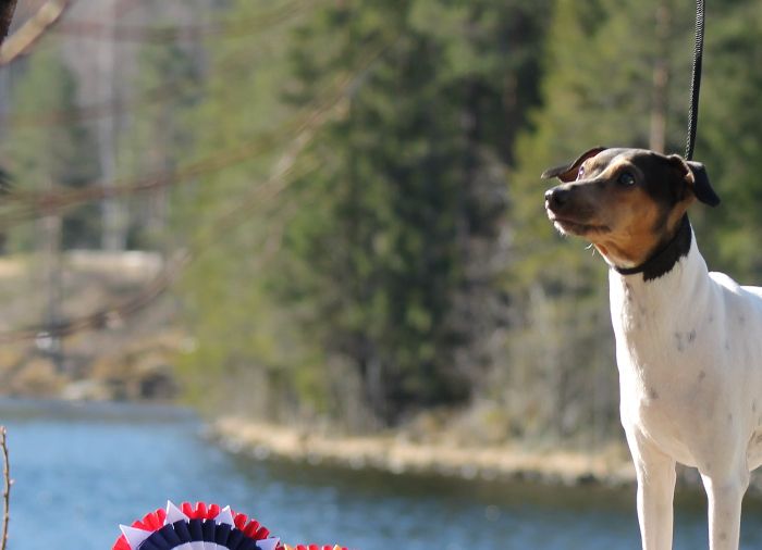 16/4-22. Vikersund. Dommer: Gonzalbo Lorenzo, Maite
              EXC.AK 1.AKK CK CERT !.BTK. BIR