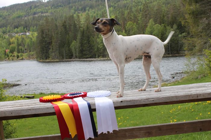 29/5-22 NKK Int. Trondheim
Exc. Ck. 1Btk. Cert. Cacib. BIR