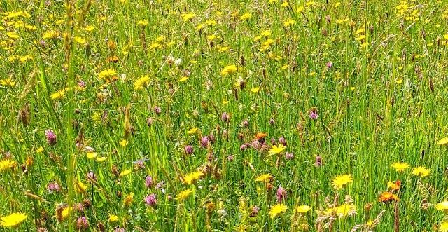 Wildflower meadow