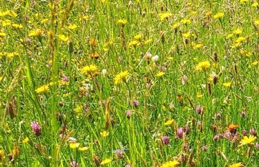 Wildflower meadow
