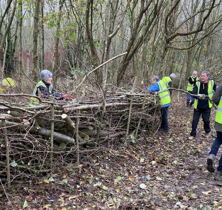 Some of the Friends building a dead-hedge